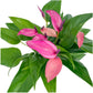 Anthurium 12cm Zizou in Cambridge Ceramic