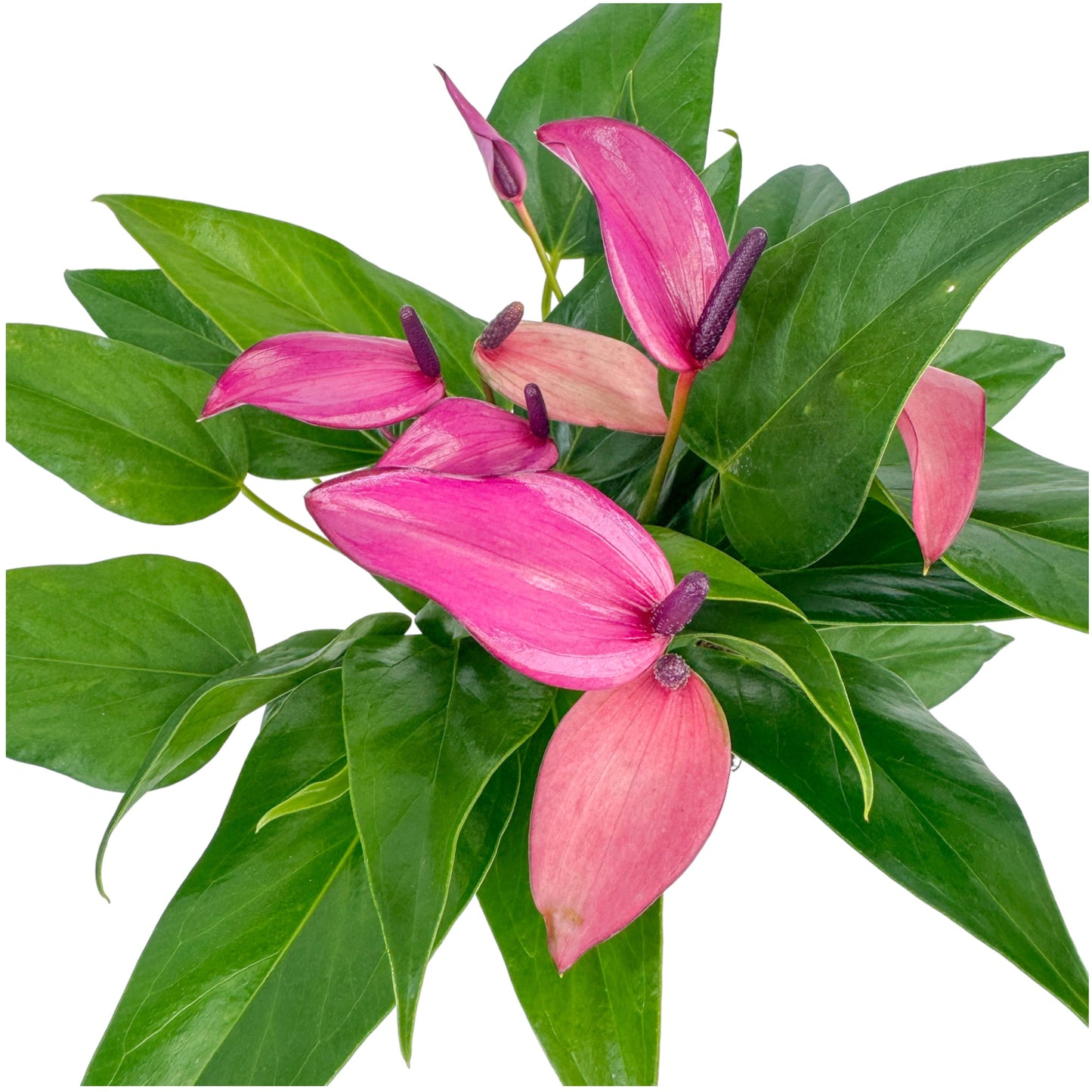 Anthurium 12cm Zizou in Cambridge Ceramic