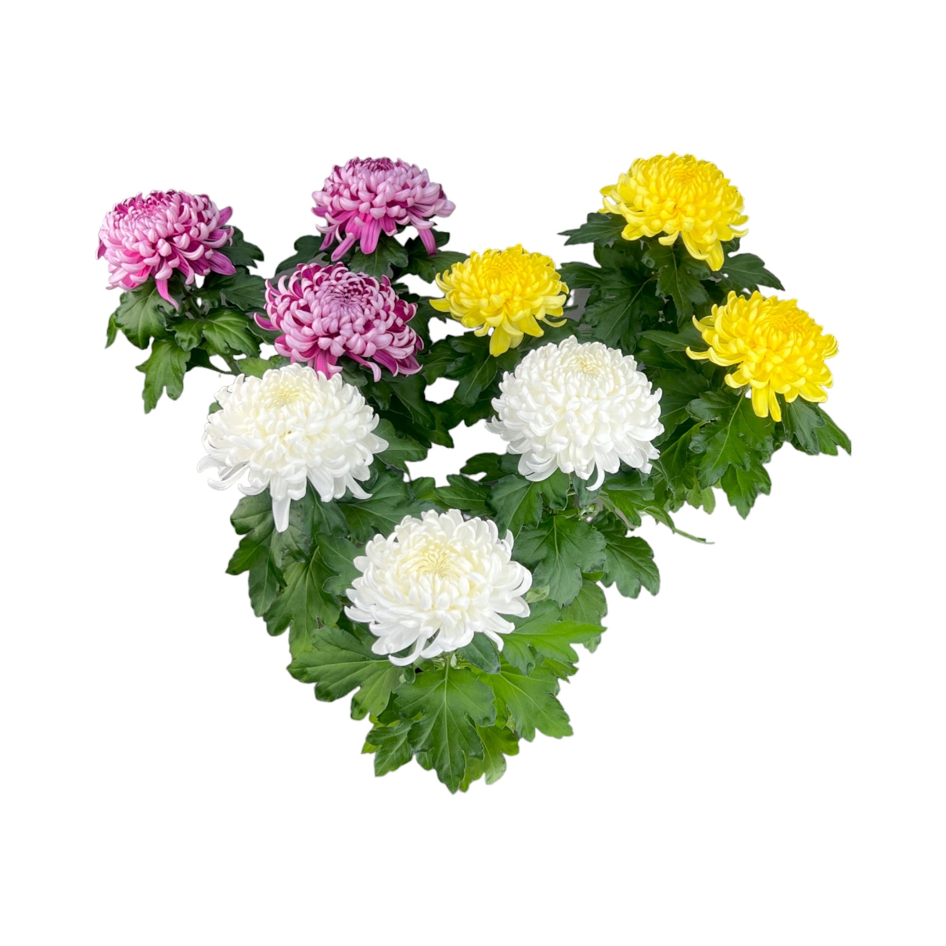 Chrysanthemum 14cm Bloom Mix - The Horti House