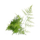 Asparagus 12cm Mix - Green Plant The Horti House