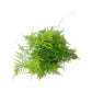 Asparagus 12cm Mix - Green Plant The Horti House