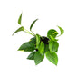Epipremnum 12cm Mix
