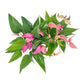 Anthurium 12cm Zizou in Cambridge Ceramic