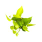 Epipremnum 12cm Mix