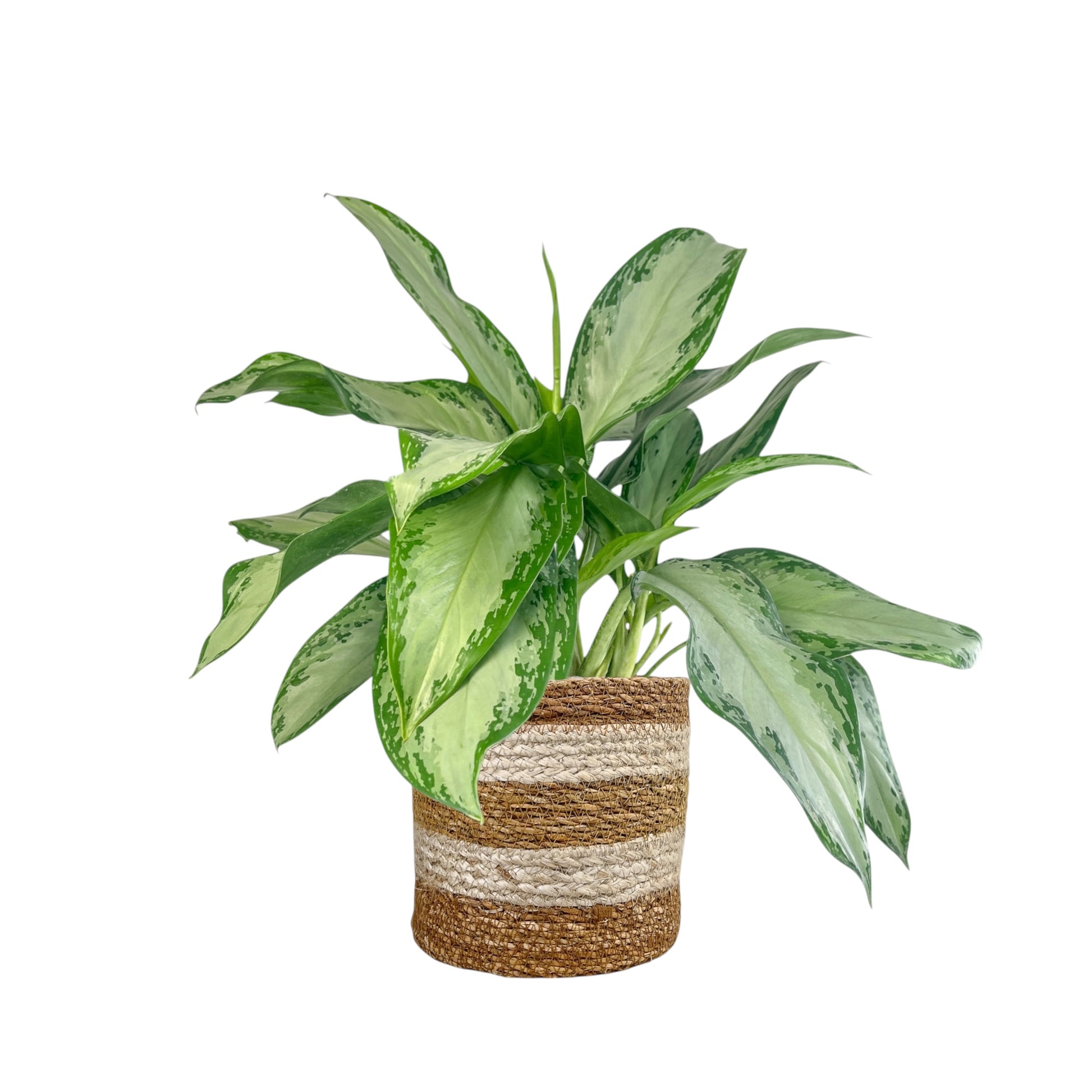 Green Plant 17cm Mix in Basket - Green Plant The Horti House