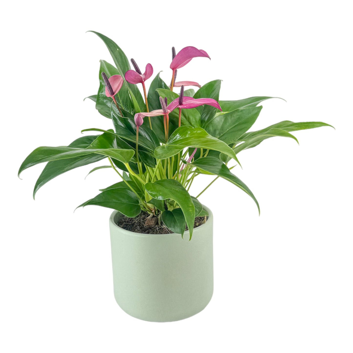 Anthurium 12cm Zizou in Cambridge Ceramic