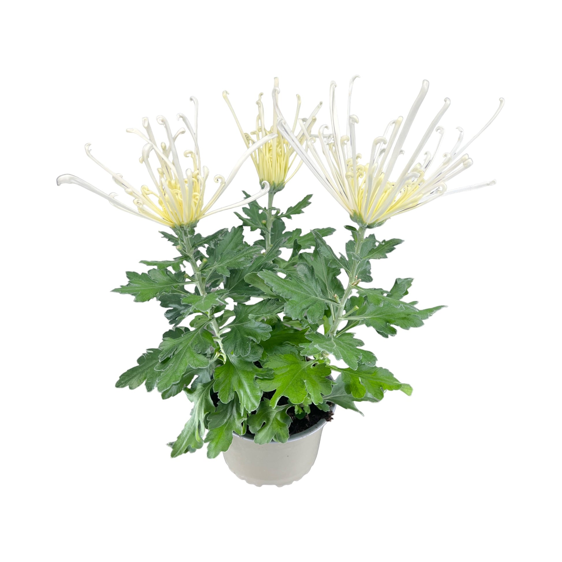 Chrysanthemum 14cm Fireworks White - Flowering The Horti House