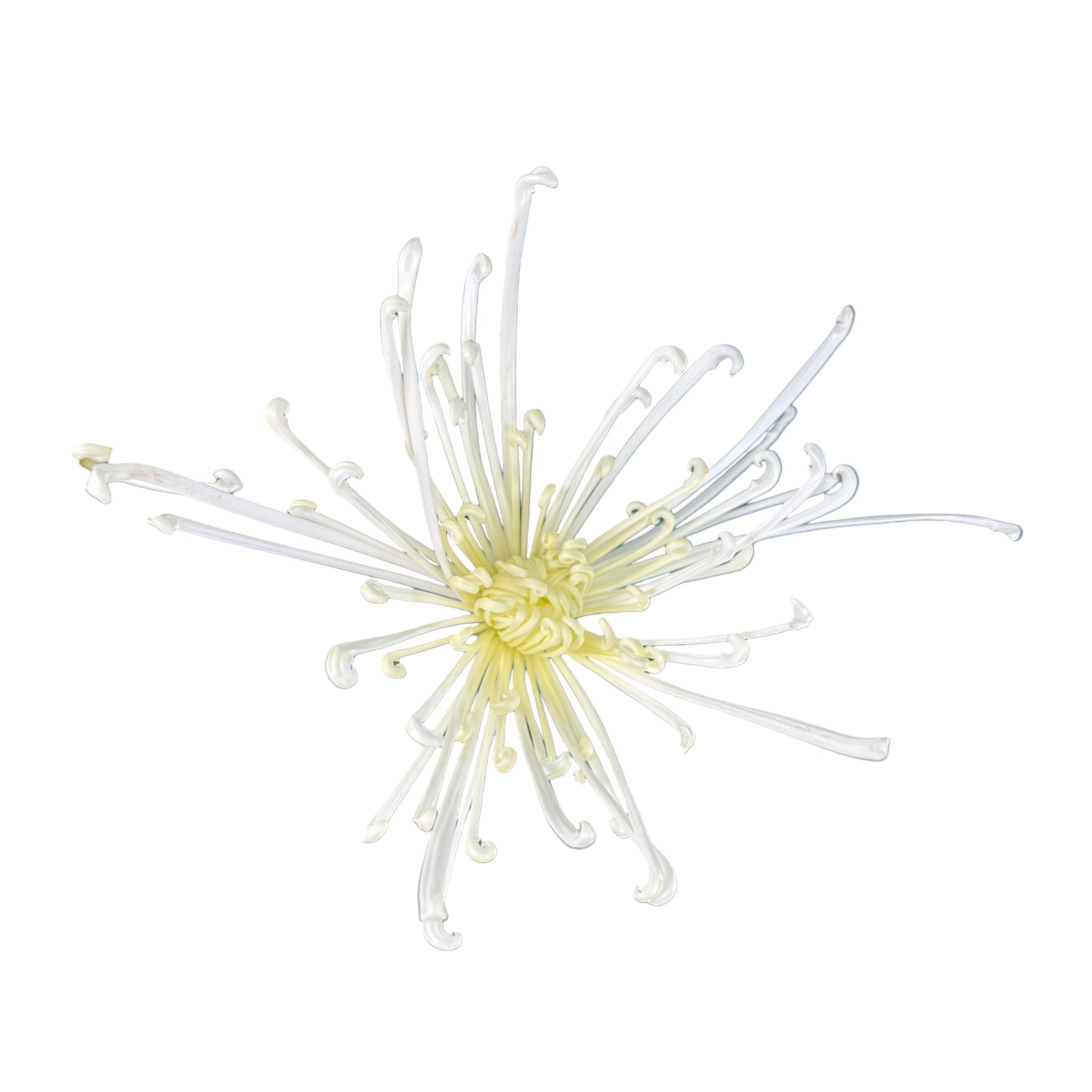 Chrysanthemum 14cm Fireworks White - Flowering The Horti House