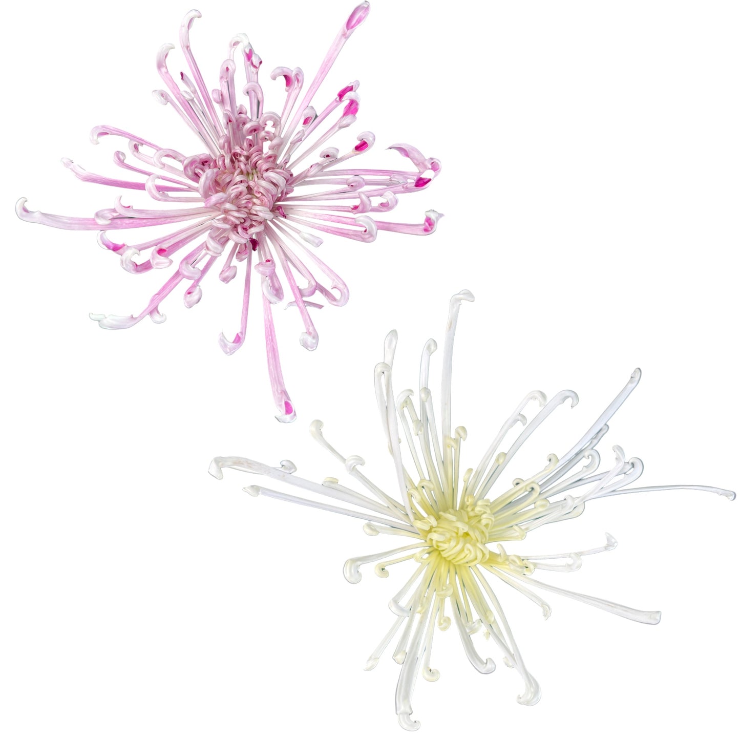 Chrysanthemum 14cm Fireworks Mix - Flowering The Horti House