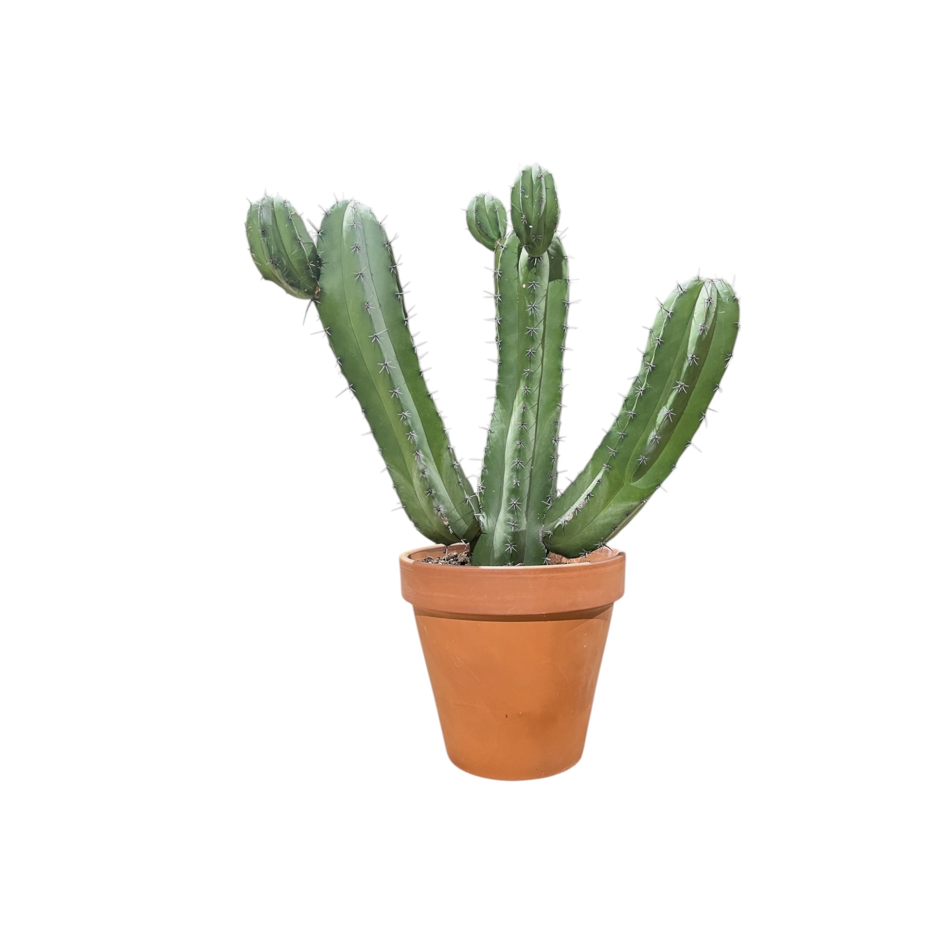 Cacti 31cm Polaskia Chichipe In Terracotta - Cacti The Horti House