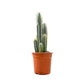 Cacti 17cm Pilosocereus Azureus - Cacti The Horti House
