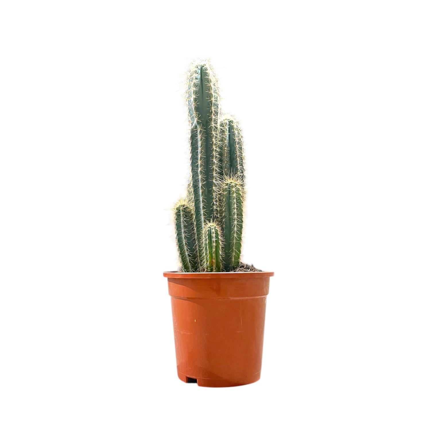 Cacti 17cm Pilosocereus Azureus - Cacti The Horti House