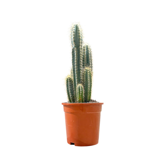 Cacti 17cm Pilosocereus Azureus - Cacti The Horti House
