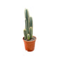 Cacti 17cm Pilosocereus Azureus - Cacti The Horti House