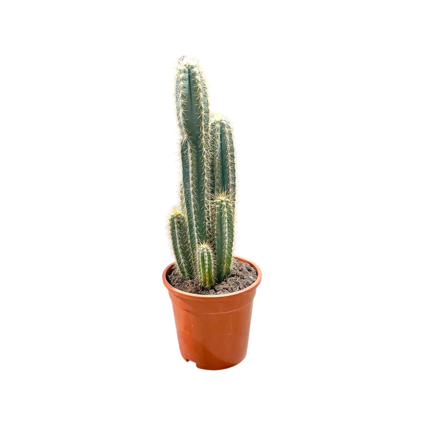 Cacti 17cm Pilosocereus Azureus - Cacti The Horti House