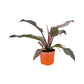 Philodendron 17cm Imperial Red - Green Plant The Horti House