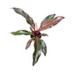 Philodendron 17cm Imperial Red - Green Plant The Horti House