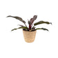 Philodendron 17cm Imperial Red in Seagrass Basket