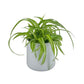 Chlorophytum 12cm Mix in Cambridge Ceramic