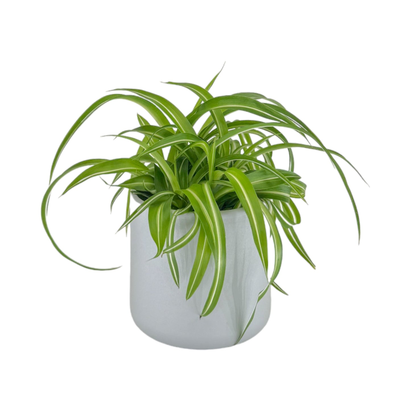 Chlorophytum 12cm Mix in Cambridge Ceramic