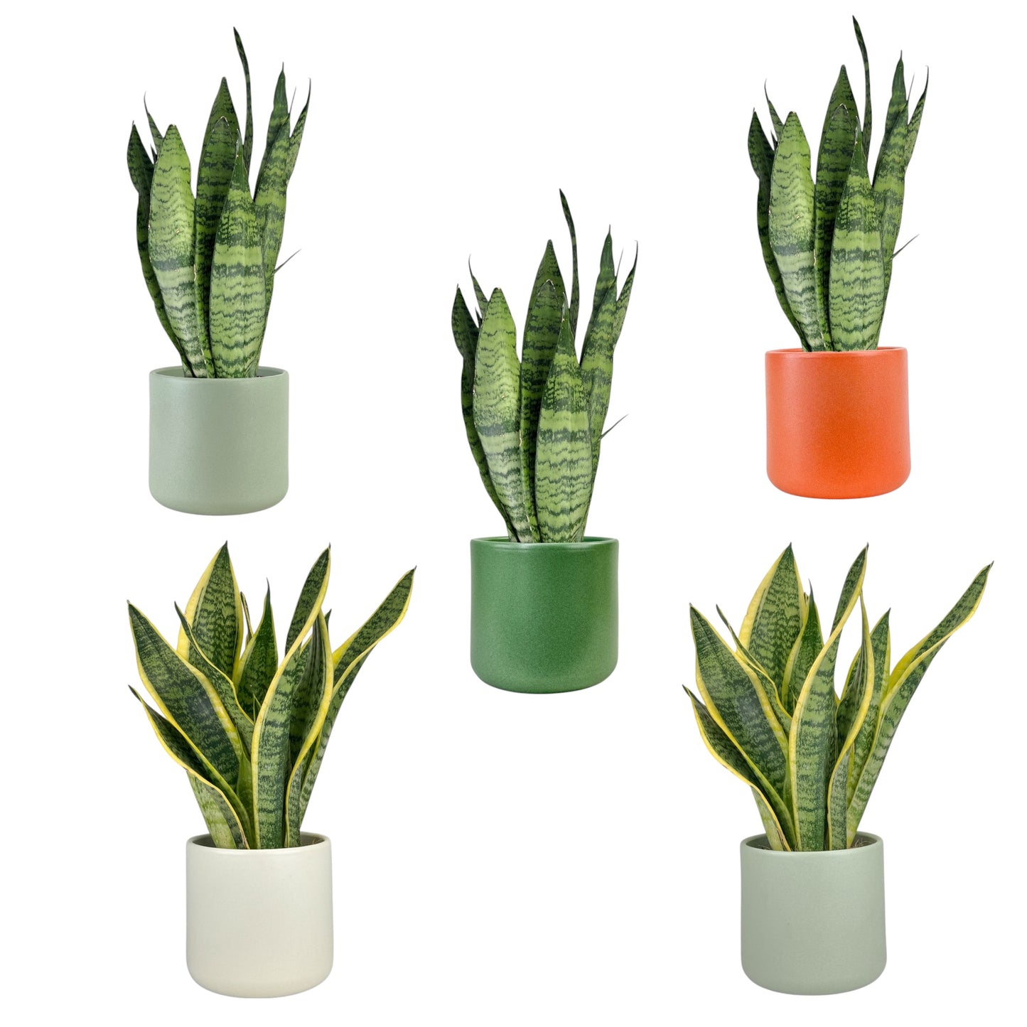 Sansevieria 12cm Mix in Cambridge Ceramic - Green Plant The Horti House