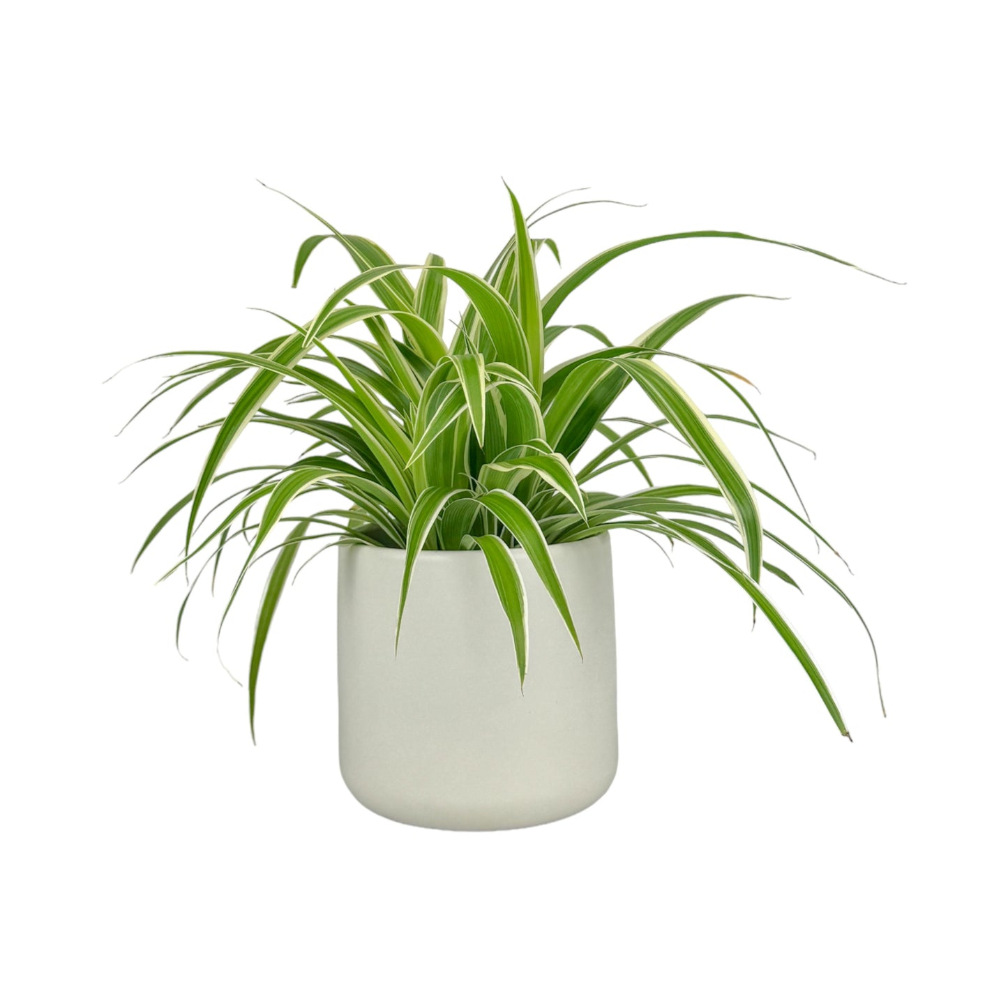 Chlorophytum 12cm Mix in Cambridge Ceramic