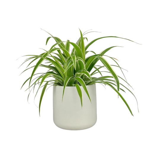 Chlorophytum 12cm Mix in Cambridge Ceramic