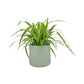 Chlorophytum 12cm Mix in Cambridge Ceramic
