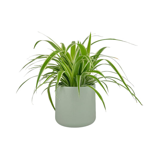 Chlorophytum 12cm Mix in Cambridge Ceramic