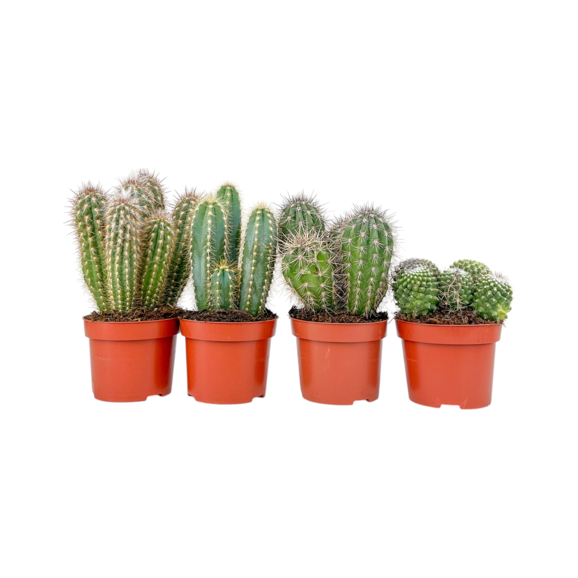 Cacti 12cm Cereus Mix - Cacti The Horti House