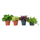 Peperomia 12cm Mix - Green Plant The Horti House
