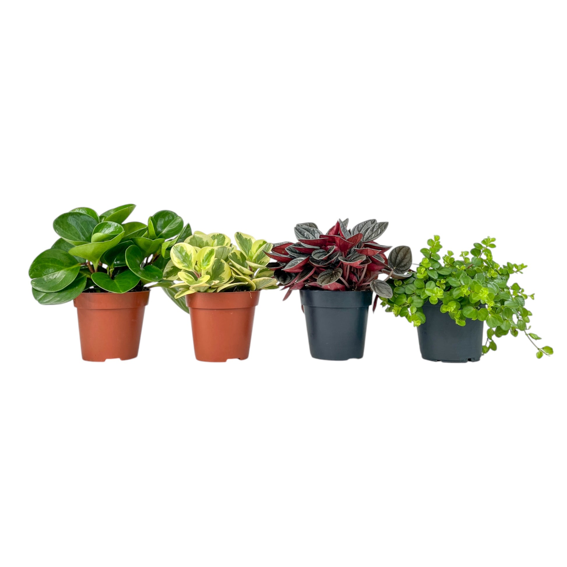 Peperomia 12cm Mix - Green Plant The Horti House
