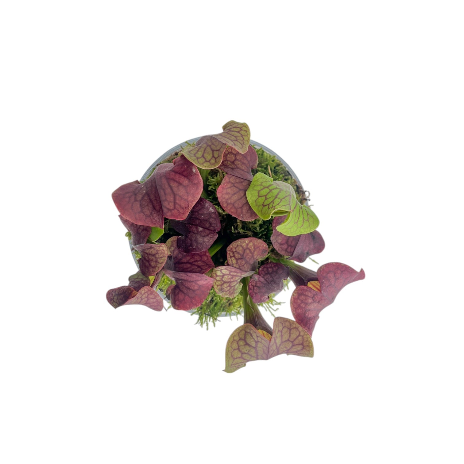 Carnivorous 12cm Sarracenia in Glass Planter - Carnivorous The Horti House