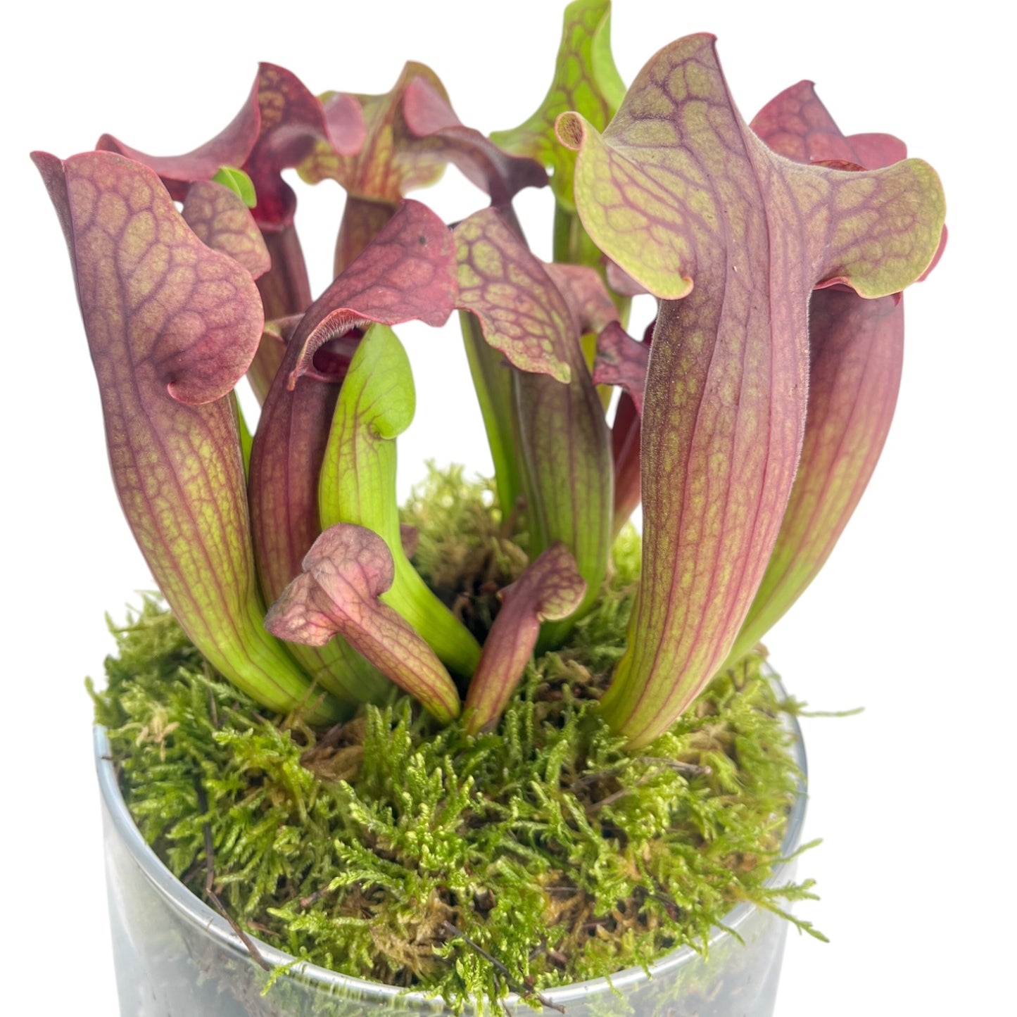 Carnivorous 12cm Sarracenia in Glass Planter - Carnivorous The Horti House