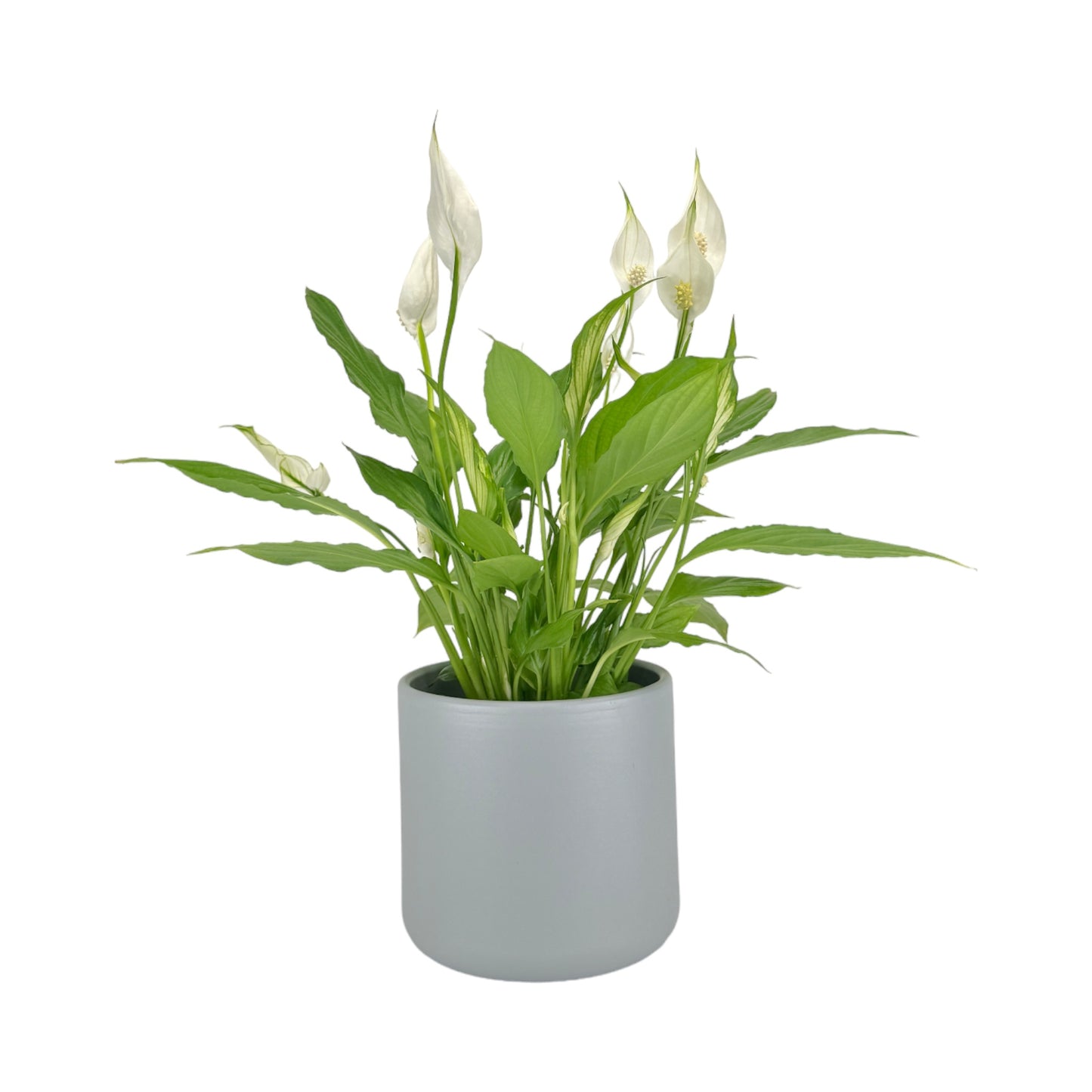 Spathiphyllum 12cm in Cambridge Ceramic