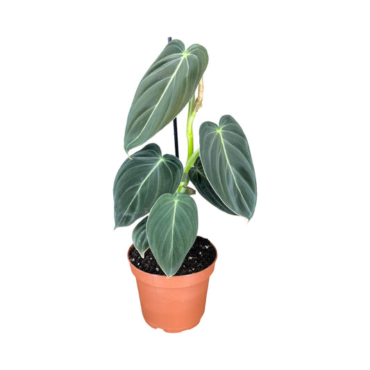Philodendron 12cm Melanochrysum