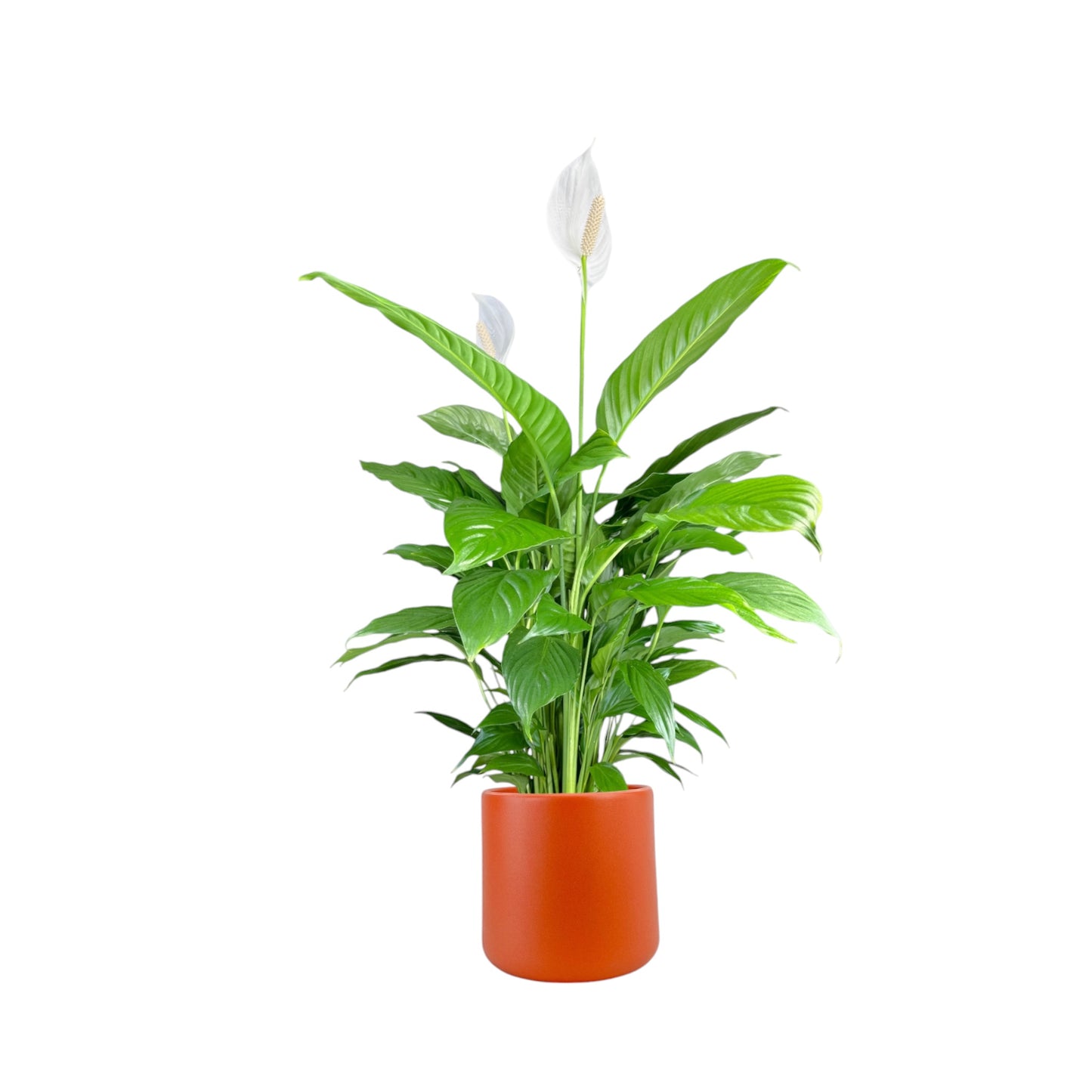 Spathiphyllum 17cm in Cambridge Ceramic