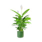 Spathiphyllum 17cm in Cambridge Ceramic