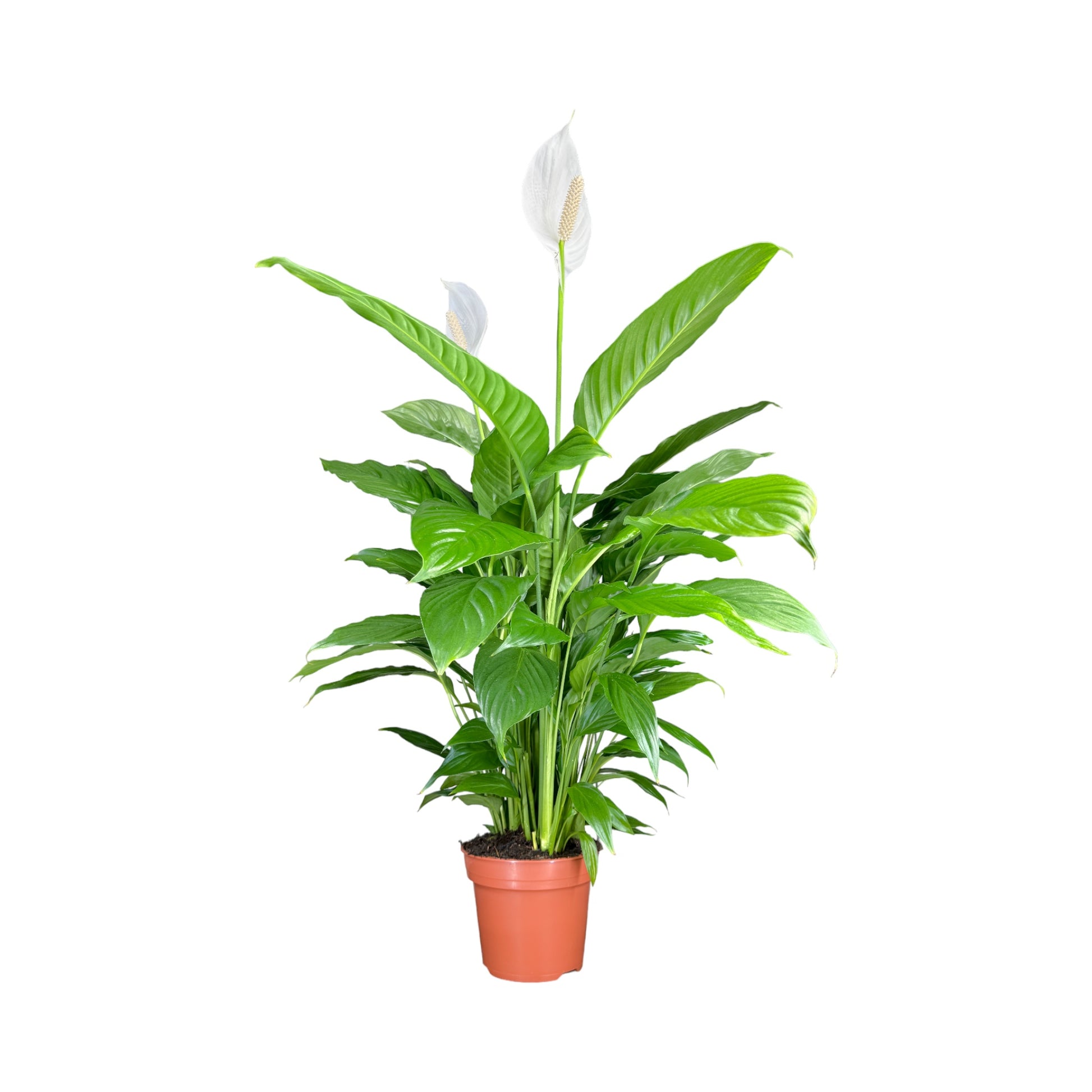 2x spathiphyllum 'bingo cupido' - plante cuillère - purificateur d'air 2x spathiphyllum 'bingo cupido' - plante cuillère - purificateur d'air