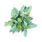Calathea 12cm Compactstar