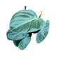 Philodendron 12cm Melanochrysum