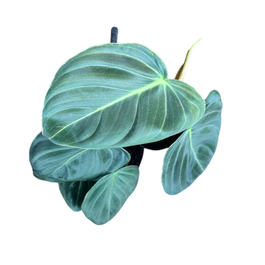 Philodendron 12cm Melanochrysum