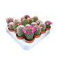 Cacti 5.5cm Mammillaria Flowering