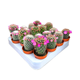 Cacti 5.5cm Mammillaria Flowering