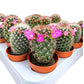 Cacti 5.5cm Mammillaria Flowering