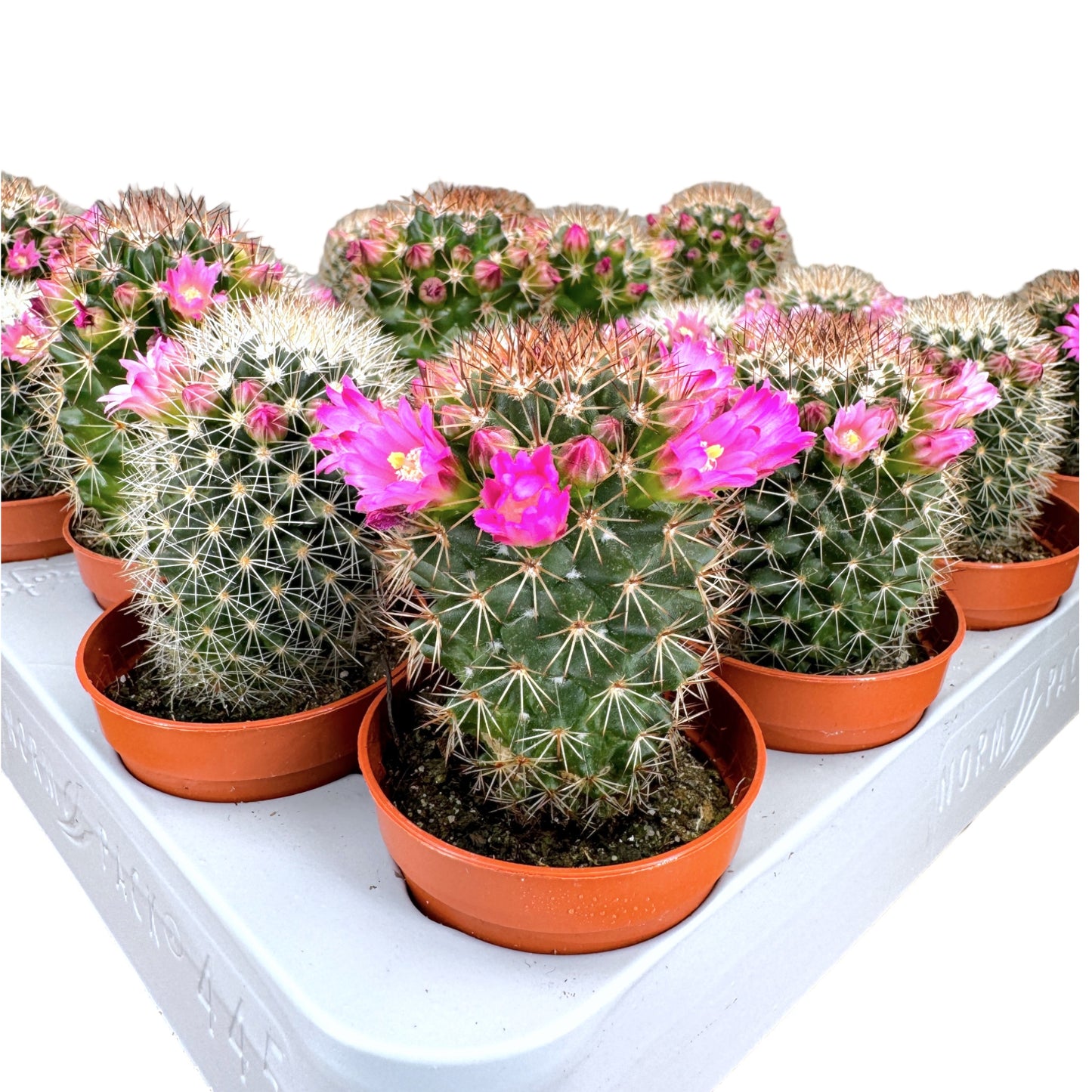 Cacti 5.5cm Mammillaria Flowering