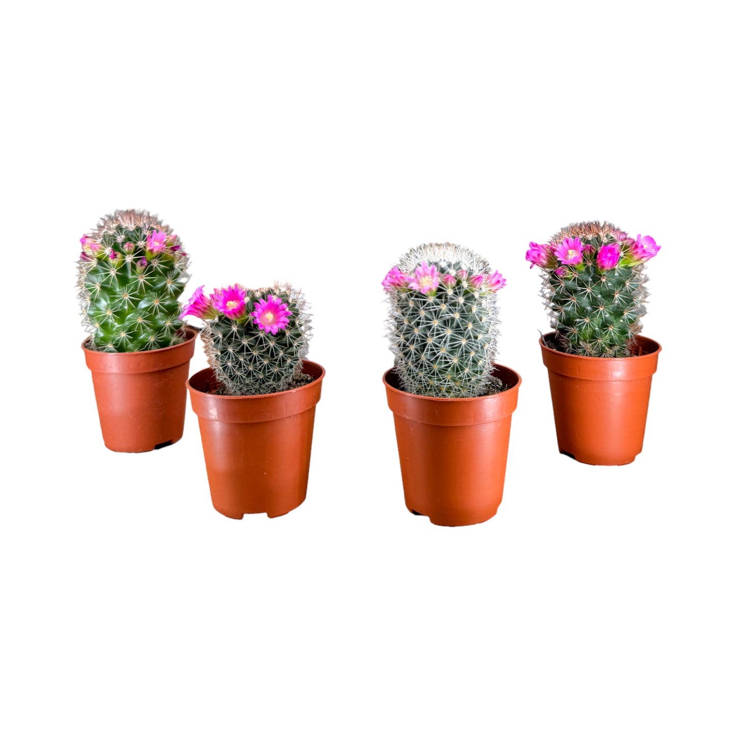 Cacti 5.5cm Mammillaria Flowering