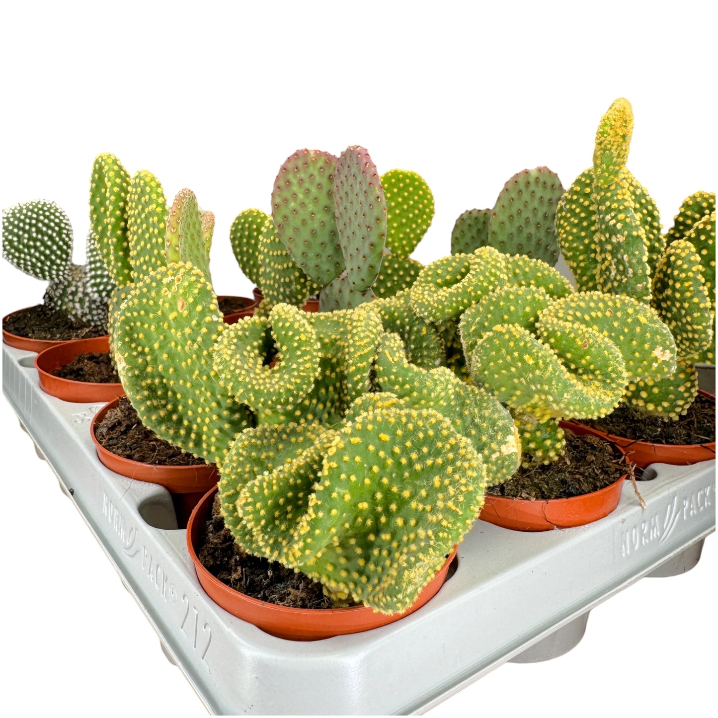 Cacti 8.5cm Opuntia Mix