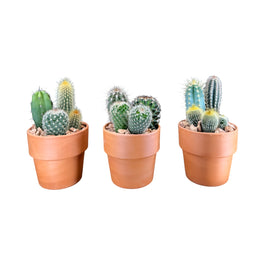 Cacti 10cm Trio Planter in Terracotta