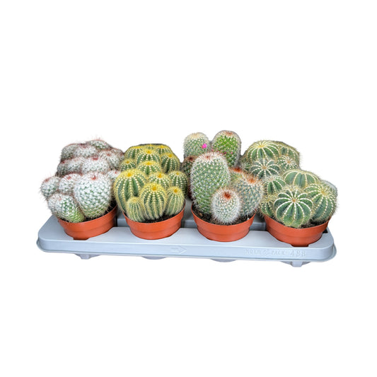 Cacti 12cm Bolcactus Mix - Cacti The Horti House